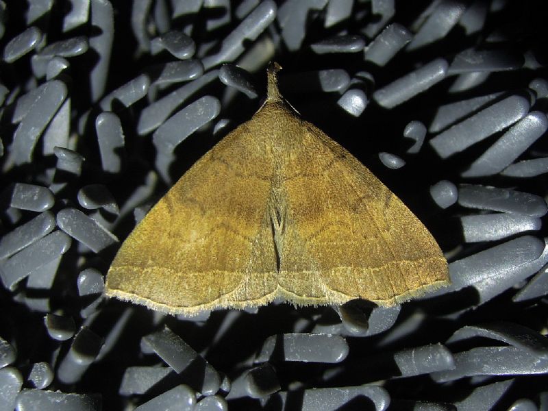 Pechipogo plumigeralis (Erebidae)